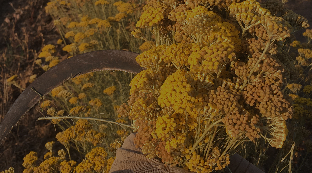 Nos produits à base d'immortelle